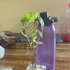 Photo of the plant species Goldflame Honeysuckle by @BigPinoak87 named Daphne on Greg, the plant care app