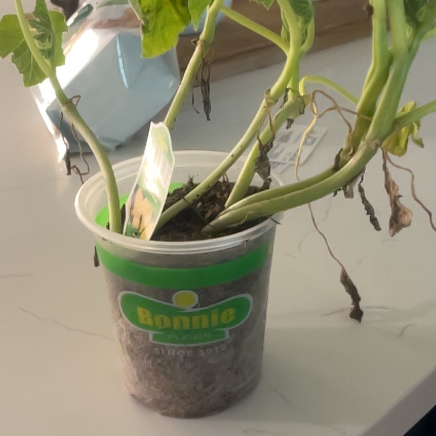 Photo of the plant species Heirloom Squash 'Straightneck' by @TactfulRedash29 named Leaf Erickson on Greg, the plant care app