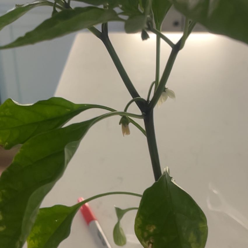 Photo of the plant species Jalapeno Gigante Pepper by @TactfulRedash29 named Cleopatra on Greg, the plant care app