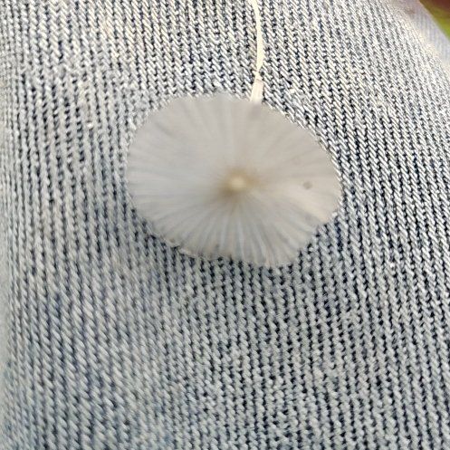 Photo of the plant species Swamp Morning Glory by @PoliteBeech73 named Rainier on Greg, the plant care app