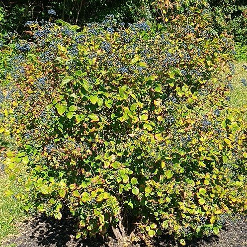 Photo of the plant species Saskatoon by @AstuteYuzu named Elina on Greg, the plant care app