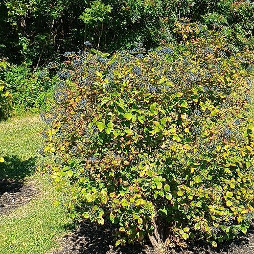 Photo of the plant species Saskatoon by @AstuteYuzu named Sahara on Greg, the plant care app