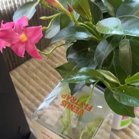 Photo of the plant species A Carnival Of Blooms by @PetTozzia90 named Messi on Greg, the plant care app