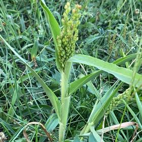 Photo of the plant species Proso Millet by @WhimsicalHoya44 named Remington on Greg, the plant care app