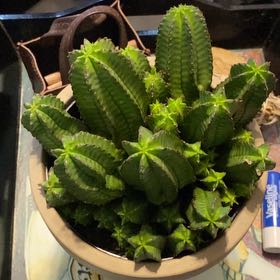 Photo of the plant species Succulent by @ZippyStingray75 named Kobe on Greg, the plant care app
