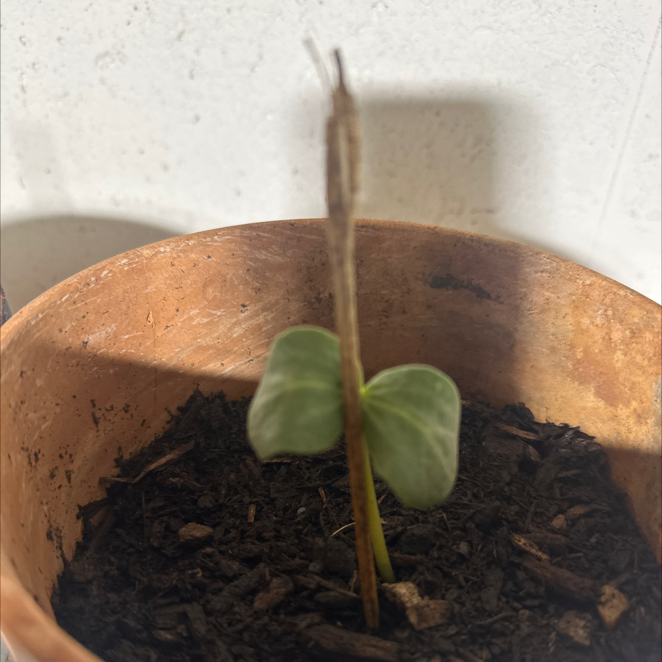 Photo of the plant species Black Diamond Watermelon by @StockyJubaea45 named Xena on Greg, the plant care app