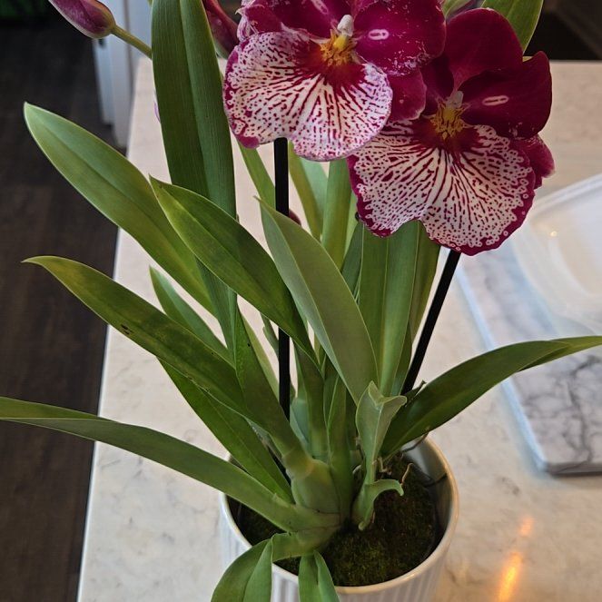 Photo of the plant species Miltoniopsis Orchid by @KnowingRimu50 named Lola on Greg, the plant care app