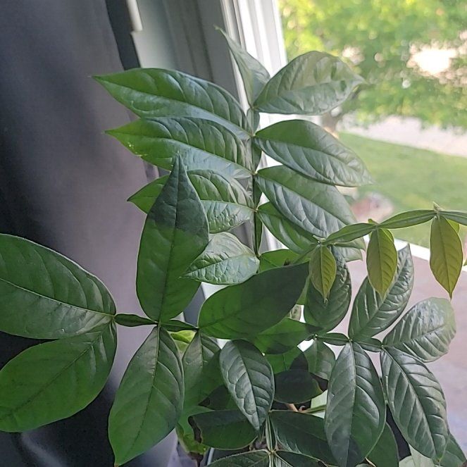 Photo of the plant species Ice Cream Bean by @KindHoyalisa21 named Delilah on Greg, the plant care app