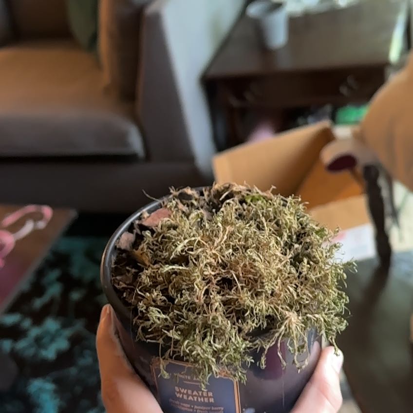 Photo of the plant species Scotch Moss by @BrawnyBigfoot21 named Baby Moss on Greg, the plant care app