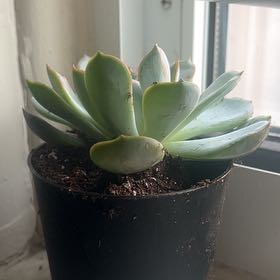Photo of the plant species Succlent by @FlexibleLentil0 named Demi on Greg, the plant care app