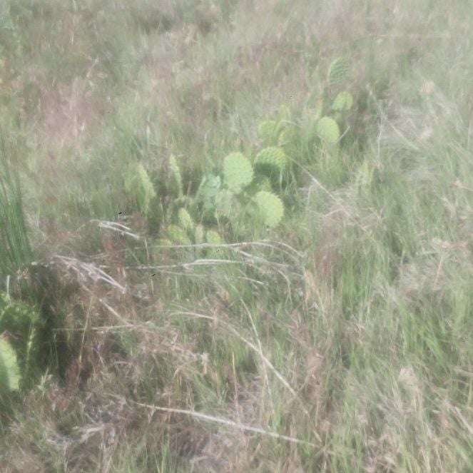 Photo of the plant species Coastal Pricklypear by @AceYuzutree90 named Walt on Greg, the plant care app