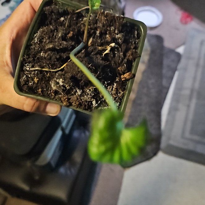 Keep Your Rosa 'Wasabi' Alive: Light, Water & Care Instructions