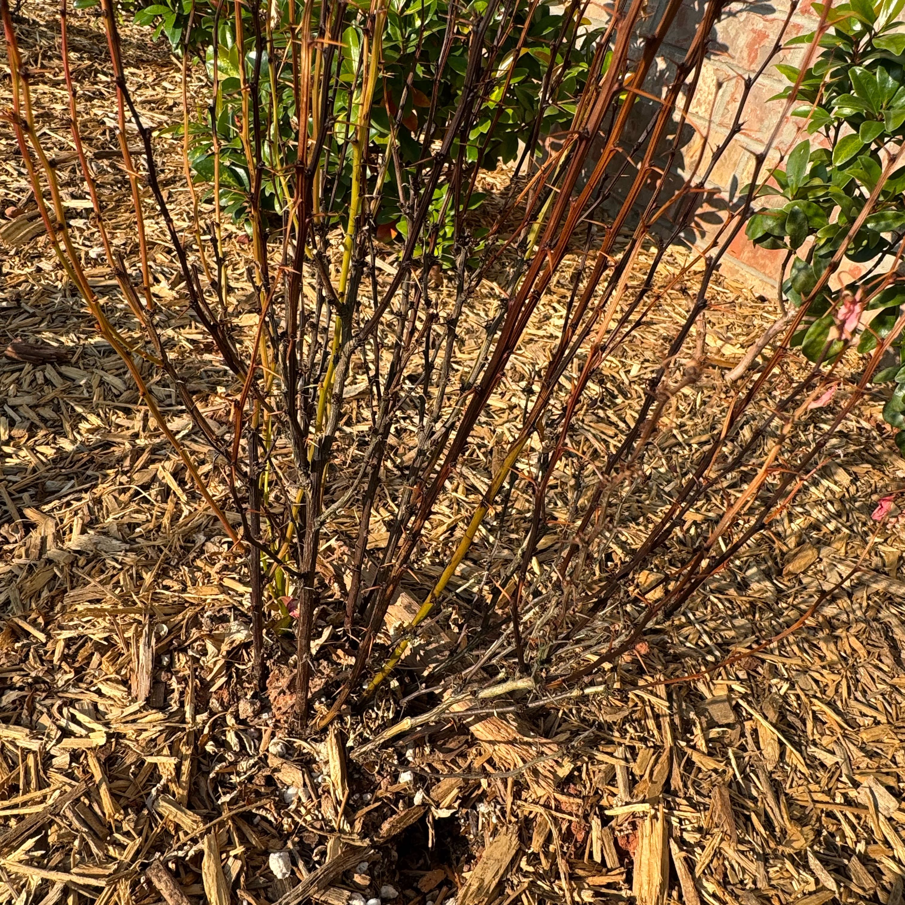 Photo of the plant species Orange Rocket Barberry by @LitheChinotto28 named Gates on Greg, the plant care app