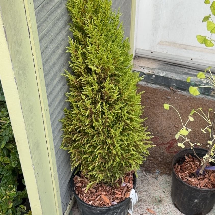 Photo of the plant species Lemon Cypress 'Goldcrest Wilma' by @AssuredCarrot15 named Clooney on Greg, the plant care app