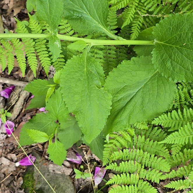 Photo of the plant species Coastal Hedgenettle by @SturdyMelon47 named Navajo on Greg, the plant care app