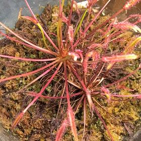 Photo of the plant species Oblong-Leaved Sundew by @FunChisme48 named Mando on Greg, the plant care app