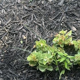 Photo of the plant species Myrtle Spurge by @LargePepino25 named Rosa on Greg, the plant care app