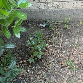 Photo of the plant species Chinese Holly by @LargePepino25 named Kendall on Greg, the plant care app