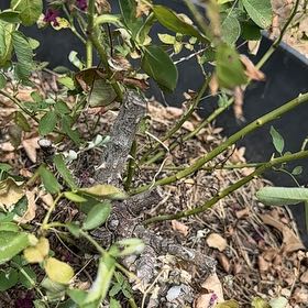 Photo of the plant species Pithecellobium Dulce by @LargePepino25 named Surya on Greg, the plant care app
