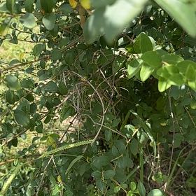 Photo of the plant species Chinese Privet by @LargePepino25 named Luna on Greg, the plant care app