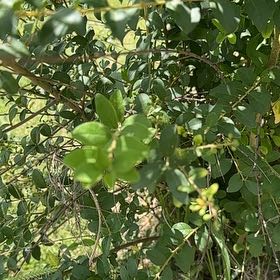 Photo of the plant species Chinese Privet by @LargePepino25 named Fernie Saunders on Greg, the plant care app
