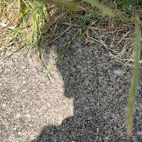 Photo of the plant species Wiregrass by @LargePepino25 named Madonna on Greg, the plant care app