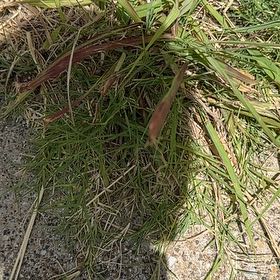 Photo of the plant species Cogon Grass by @LargePepino25 named Athena on Greg, the plant care app