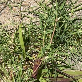 Photo of the plant species Wiregrass by @LargePepino25 named Maya on Greg, the plant care app