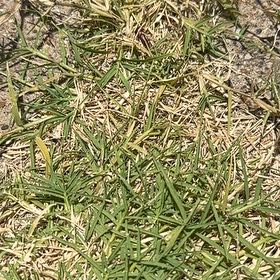 Photo of the plant species Wiregrass by @LargePepino25 named Nemo on Greg, the plant care app