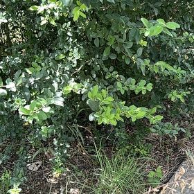 Photo of the plant species Yaupon by @LargePepino25 named Naomi on Greg, the plant care app
