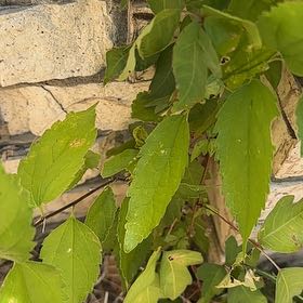Photo of the plant species European Hackberry by @LargePepino25 named Queen on Greg, the plant care app
