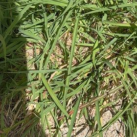 Photo of the plant species Kikuyugrass by @LargePepino25 named Robert Plant on Greg, the plant care app