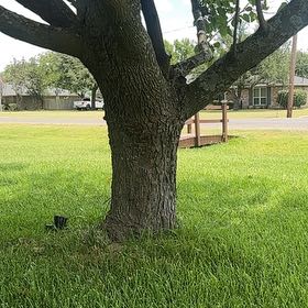 Photo of the plant species Southern Live Oak by @LargePepino25 named ChloroPhil on Greg, the plant care app