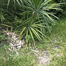 Photo of the plant species Smooth Meadowgrass by @LargePepino25 named Lebron on Greg, the plant care app