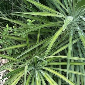Photo of the plant species Aloe Yucca by @LargePepino25 named Bruce Lee on Greg, the plant care app