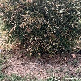 Photo of the plant species Sacred Bamboo by @LargePepino25 named Hemingway on Greg, the plant care app