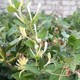 Photo of the plant species Japanese Honeysuckle by @LargePepino25 named Gomez on Greg, the plant care app