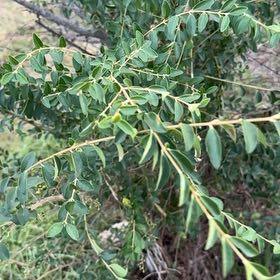 Photo of the plant species Chinese Privet by @LargePepino25 named Aria on Greg, the plant care app
