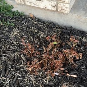 Photo of the plant species Chisme by @LargePepino25 named Fernie Mac on Greg, the plant care app