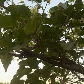 Photo of the plant species Black Mulberry by @LargePepino25 named Treeyoncé on Greg, the plant care app