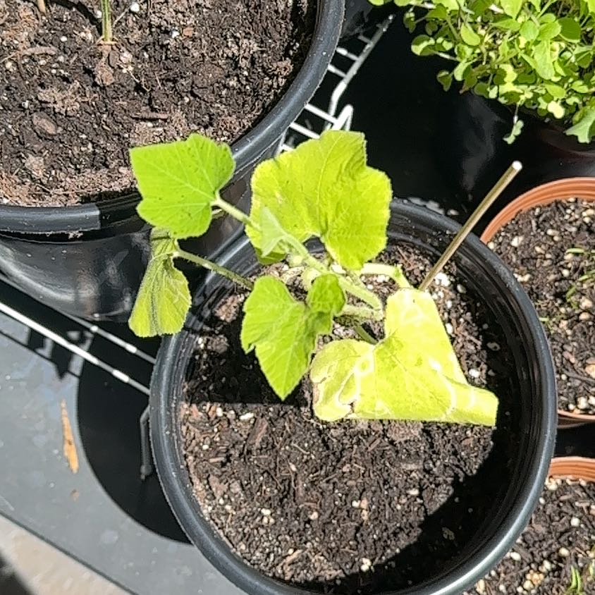 Photo of the plant species Pumpkin by @AmazingBeans17 named Taylor Swift on Greg, the plant care app