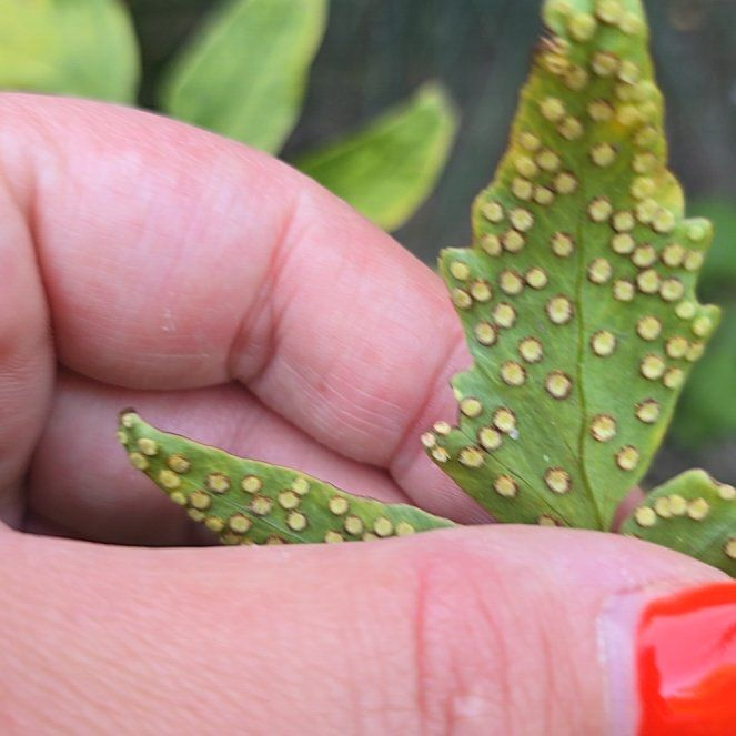 Photo of the plant species Fortune's Holly-Fern by @GiftedGreenash named Sahara on Greg, the plant care app