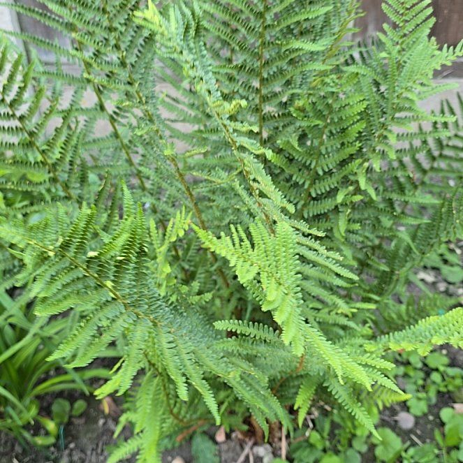 Photo of the plant species Cinnamon Fern by @GiftedGreenash named Muhammad Ali on Greg, the plant care app