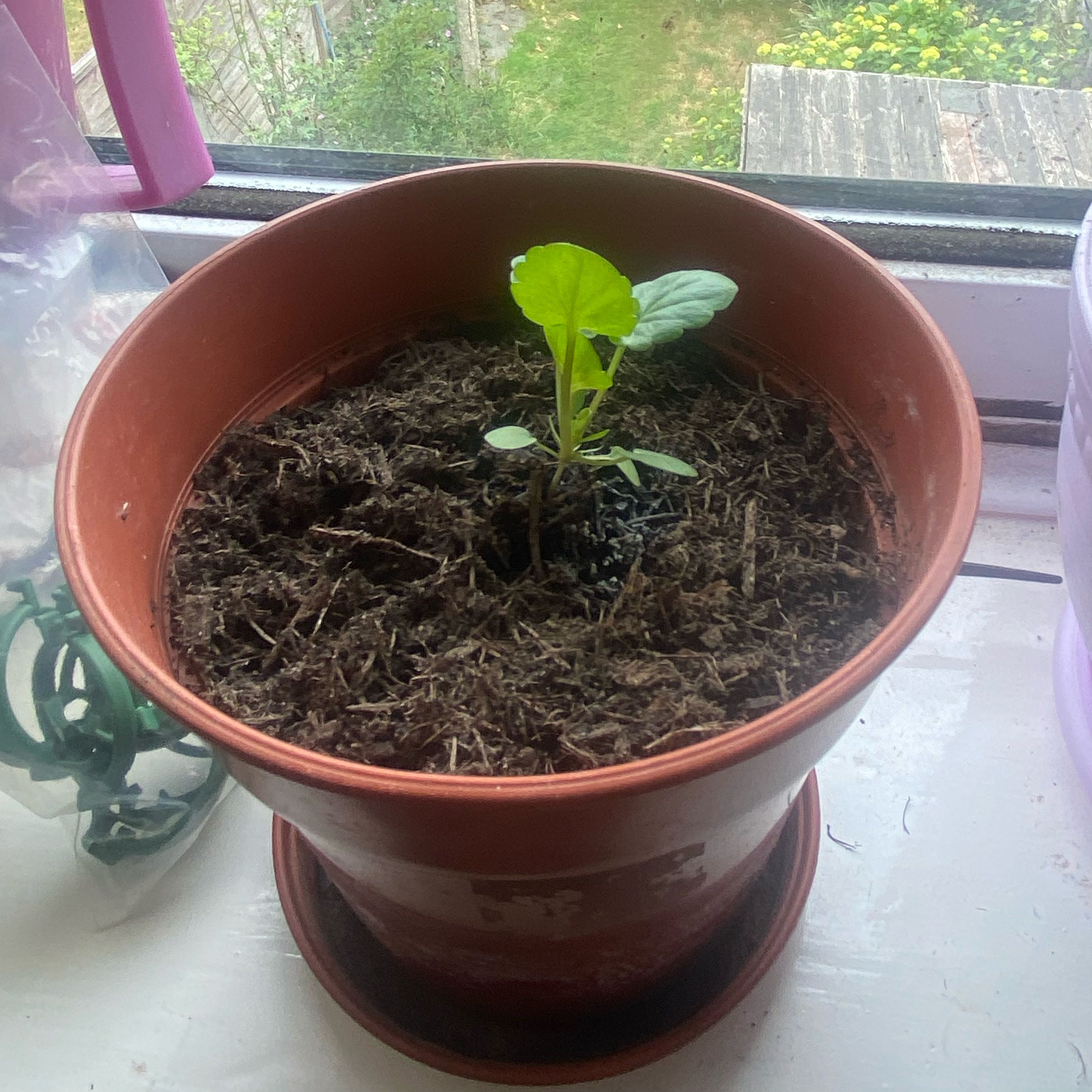 Photo of the plant species Pansy by @YoungBlueoak11 named Planty on Greg, the plant care app