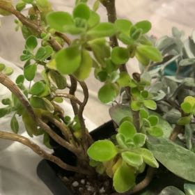 Photo of the plant species Vicks Plant by @DidacticTutu named Keanu Leaves on Greg, the plant care app