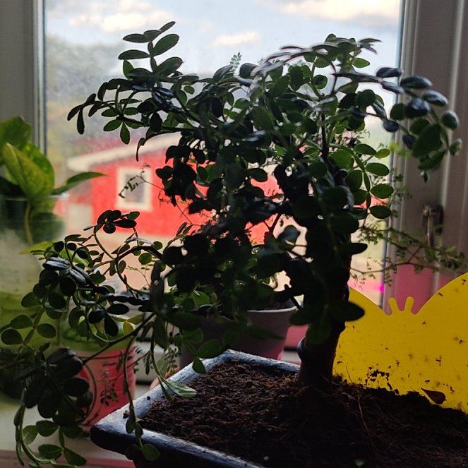 Photo of the plant species Chinese Pepper by @FairHemlock82 named Aristotle on Greg, the plant care app
