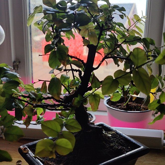 Photo of the plant species Chinese Sweet Plum by @FairHemlock82 named Duke on Greg, the plant care app