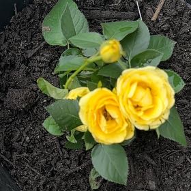 Photo of the plant species mini rose by @ZanyCowvine50 named Zeus on Greg, the plant care app