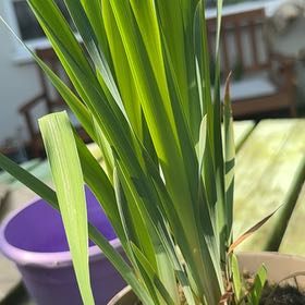 Photo of the plant species Iris 'Double Standards' by @IrisDahlia666 named Iris 💜 on Greg, the plant care app