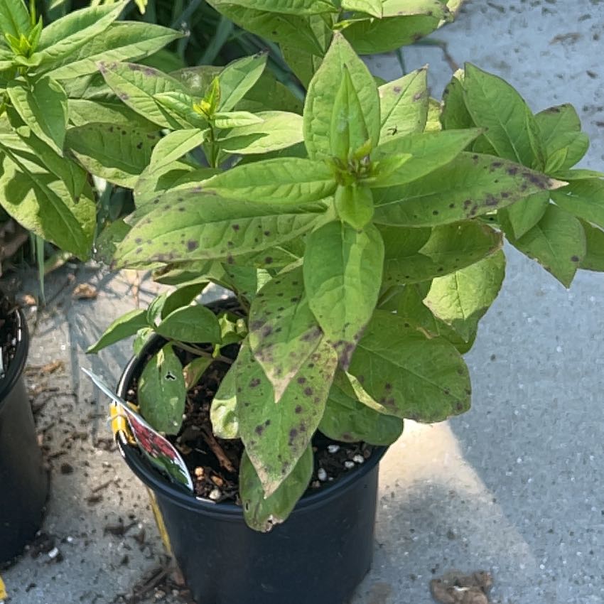 Photo of the plant species Phlox Flame Coral by @PoetBagpod99 named Girlfrond on Greg, the plant care app